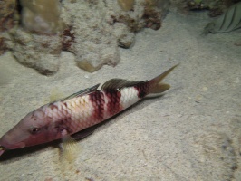 107 Manybar Goatfish IMG 2486